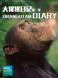 bbc:大猩猩日记第二季